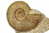 Jurassic Ammonite (Parkinsonia) Fossil - France #357380-1